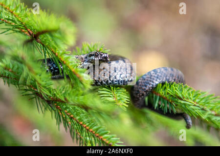 Closeup Schlange giftige Viper im Sommer auf Zweig des Baumes. Vipera berus Stockfoto