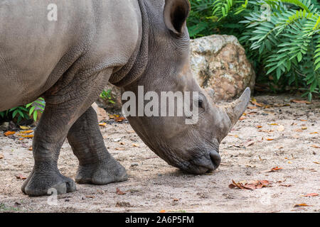 Rhino oder Nashorn, schossen in der Umwelt in der Natur. Rhinocerotidae). Rhinocerotidae. Stockfoto