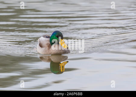 Gespiegelte männliche Stockente (Anas platyrhynchos) schwimmen im Wasser Stockfoto