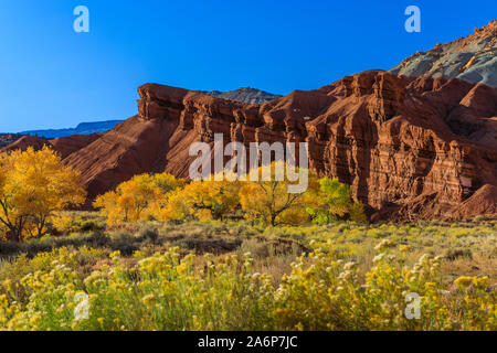 Die goldenen Blätter auf der Cottonwood Bäumen auf der Basis der roten Sandsteinfelsen im Fruita Bereich von Capitol Reef National Park, Utah, USA. Stockfoto