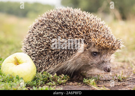 Igel auf dem grünen Rasen. Igel-Nadeln angeheftet auf Äpfel, Pfirsiche und Pflaumen. Igel zusammengerollt in eine Kugel. Stockfoto