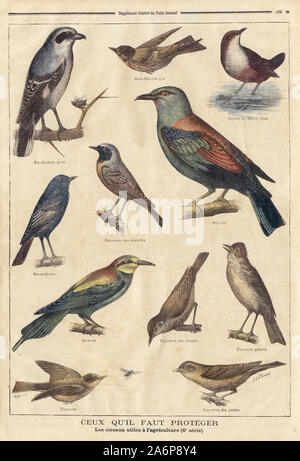 Grise ROUGE-QUEUE Supplément du Petit Journal illustré GOBE-MOUCHE gris ROSSIGNOL Les Murailles des roseaux FAUVETTE grisette FAUVETTE des Jardins CEUX QU'IL FAUT PROTÉGER Les Oiseaux utiles à l'agriculture (6e Série) - grau rot-QUEUE illustrierte Beilage der Petit Journal GOBE-MOUCHE grau ROSSIGNOL der Wände FAUVETTE des Schilf FAUVETTE grisette der Gärten WAS SIE BRAUCHEN zum Schutz der Vögel, die nützlich sind für Landwirtschaft (6. Reihe) - In "Le Petit Journal" Französische illustrierte Zeitung Stockfoto