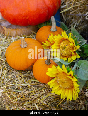 3 orange Kürbisse und Sonnenblumen Blumen auf einem Heuhaufen, ländlichen Herbst noch leben. Bauernhof Gemüse am Erntedankfest. Stockfoto