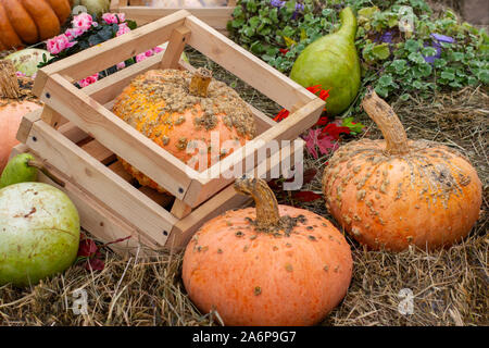 Drei pimply zombie Kürbisse zu einem Erntefest. Orange fancy farm Kürbis Reif, unheimlich gruselig Aussehen der Halloween Kürbis Stockfoto