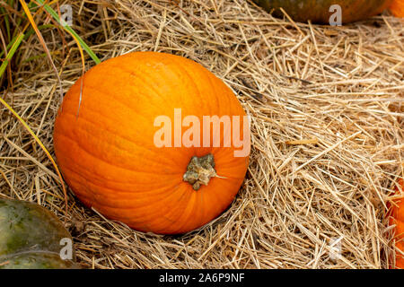 Große reife orange Kürbis, Nahaufnahme. Bauernhof Gemüse angebaut für Thanksgiving. Schöne Kürbis, ländlichen Still Life Stockfoto