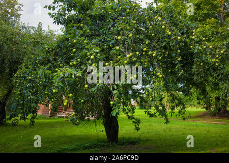 Apple tree mit reife Äpfel an einem sommerlichen Abend Stockfoto