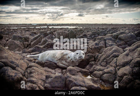 Ein Seal pup gestrandet hoch und trocken auf dem Damm zwischen den Würmern und dem Festland in Rhossili auf der Halbinsel Gower in der Nähe von Swansea. Stockfoto