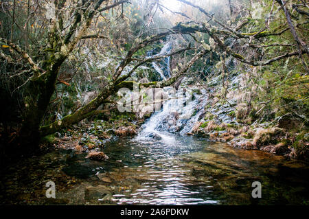 Forest River Stockfoto