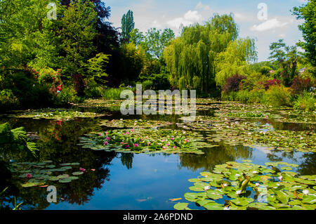 Lily Wassergarten Stockfoto