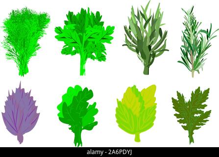 Würzige Kräuter und Gewürze. Dill, Petersilie, Rucola und Basilikum, Thymian und Thymian. Lemon mint. Zweige Küche Grüns auf weißem Hintergrund. Vektor Stock Vektor