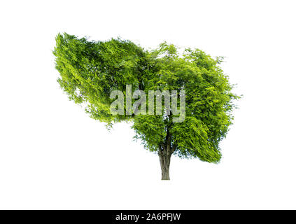 Realistische Leber Bilder sind menschliche Grüner Baum Formen über Krankheiten und Zirrhose (Umwelt). Stockfoto