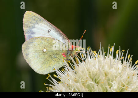 Butterfly mit einem roten Kamm und grüne Augen sitzen auf einer Blume. Stockfoto