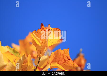 Fallen Blätter am Baum, blauer Himmel im Hintergrund Stockfoto