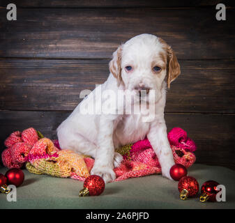 English Setter Welpe mit warmer Schal gestrickt. Stockfoto