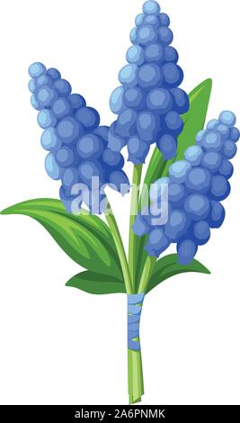 Vektor Blumenstrauß der blaue Traubenhyazinthen Blumen auf einem weißen Hintergrund. Stock Vektor