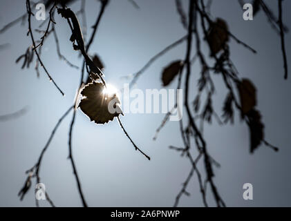 Wiesbaden, Deutschland. 28 Okt, 2019. Einer der letzten Blätter eines Baumes im Zentrum der Stadt versteckt sich die Sonne vom blauen Himmel. Foto: Frank Rumpenhorst/dpa/Alamy leben Nachrichten Stockfoto