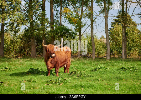 Highland Cattle oder Kyloe auf Weide, Waldfeucht, Nordrhein-Westfalen, Deutschland Stockfoto