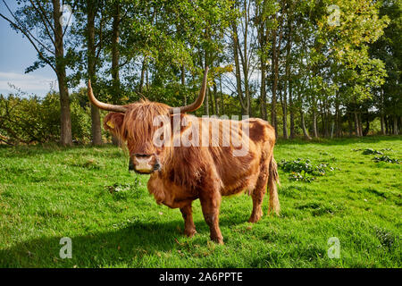 Highland Cattle oder Kyloe auf Weide, Waldfeucht, Nordrhein-Westfalen, Deutschland Stockfoto