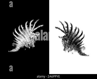 Schwarz und Weiß eine mambeda lambis Shell auf einem weißen Hintergrund, Shell von Spider Conch, auch als den Lambis lambis bekannt, auf dem weißen Hintergrund. Diese Stockfoto