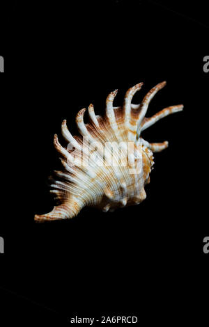 Eine mambeda lambis Shell auf einem schwarzen Hintergrund, Shell von Spider Conch, auch bekannt als den Lambis lambis, auf den weißen Hintergrund. Diese Sorte ist breit Stockfoto