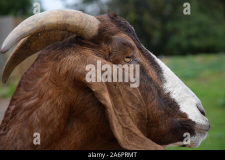 Boer Ziege Stockfoto