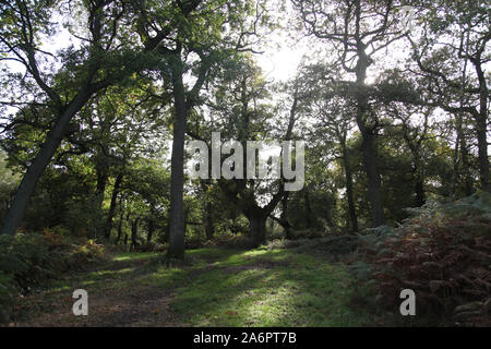 Ashtead Common, Britisches antikes Waldgebiet in Surrey, Großbritannien, 2019 Stockfoto