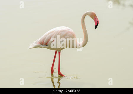 Mehr Flamingo in einer Lagune isoliert Stockfoto