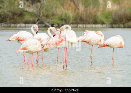 Gruppe von Flamingos in einer Lagune Stockfoto