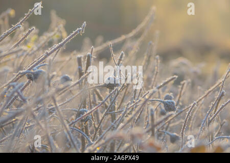 Winter Hintergrund Eiskristalle auf Hagebutten in der Morgensonne Stockfoto