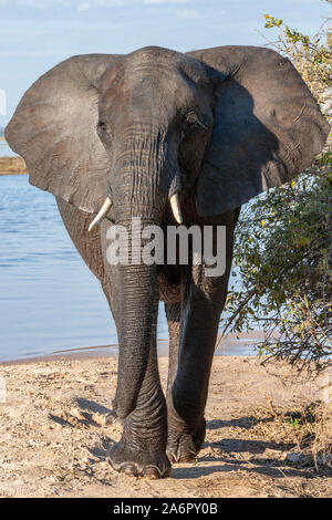 Afrikanischer Elefant (Loxodonta africana) in der Nähe des Chobe Fluss in Botswana, Afrika. Stockfoto