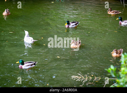 Zuchtpaar der Stockenten und und Möwen zusammen Schwimmen im See Stockfoto