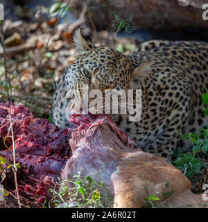 Ein erwachsenes Weibchen Leopard (Panthera pardus) Fütterung auf seine Tötung eines jungen Impala in der Nähe des Khwai River, Botswana, Afrika. Stockfoto