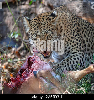 Ein erwachsenes Weibchen Leopard (Panthera pardus) Fütterung auf seine Tötung eines jungen Impala in der Nähe des Khwai River, Botswana, Afrika. Stockfoto