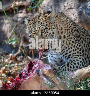 Ein erwachsenes Weibchen Leopard (Panthera pardus) Fütterung auf seine Tötung eines jungen Impala in der Nähe des Khwai River, Botswana, Afrika. Stockfoto