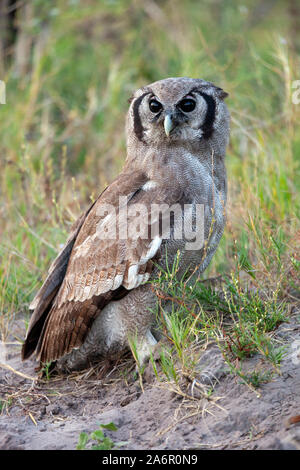 Afrikanische Marsh Eule (Asio capensis) im Savuti Region des nördlichen Botswana, Afrika. Stockfoto