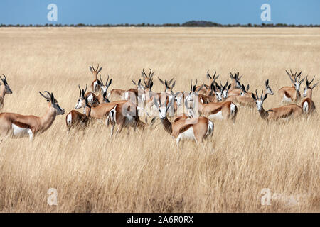 Gruppe von Springbok Antilopen (Antidorcus marsupialis) Im Grünland der Etosha Nationalpark in Namibia, Afrika. Stockfoto