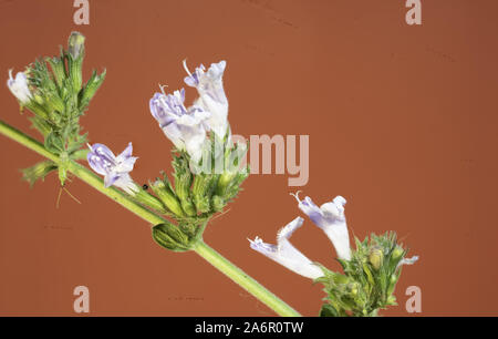 Makro / mit 90 mm Festbrennweite Stockfoto