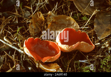 Pilze; SCHARLACH ELF GAP; SARCOSCYPHA COCCINEA Stockfoto