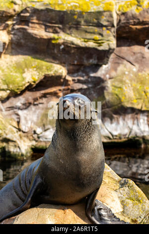 Südamerikanische Fell Dichtung warten auf das Essen im 'Küste' in Torquay, Devon, Großbritannien Stockfoto