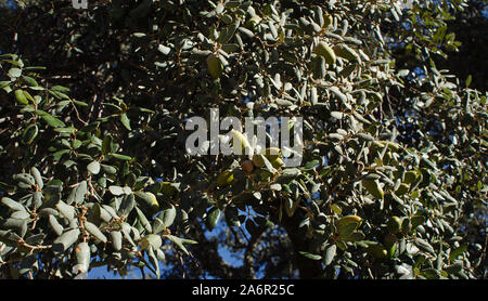 Eicheln der Korkeiche (Quercus suber) in Villanueva del Rio y Minas, Sevilla, Spanien. Selektive konzentrieren. Stockfoto