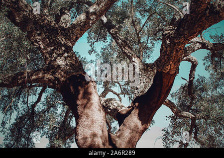 Detail der Stamm einer Korkeiche (Quercus Suber) in Villanueva del Rio y Minas, Sevilla, Spanien Stockfoto