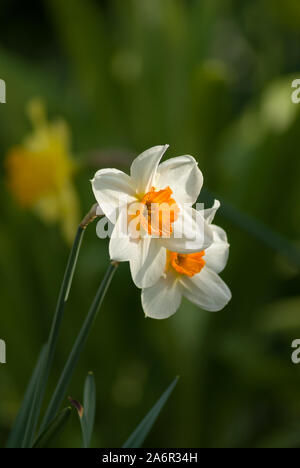 Narzissen blühen im Frühjahr eine helle gelbe und weiße Blume in Gärten und Wäldern Stockfoto