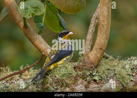 Ein männlicher swallow-tailed Cotinga (Phibalura flavirostris) stehend auf seinem Nest. Stockfoto