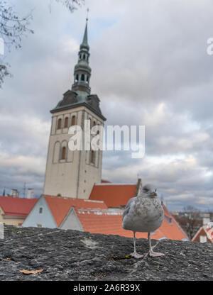 Möwe steht vor der Altstadt von Tallinn in Estland Stockfoto