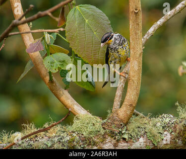 Ein männlicher swallow-tailed Cotinga (Phibalura flavirostris) von Material ein Nest zu bauen. Stockfoto