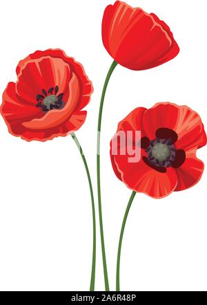 Vektor 3 Roter Mohn mit auf einem weißen Hintergrund Stämme isoliert. Stock Vektor