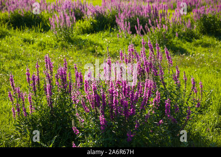 Klumpen der immerwährenden wilde Blume Blutweiderich (Lythrum salicaria) in der Abendsonne in einem Feuchtgebiet riverside Wasser Wiese an der Themse Stockfoto