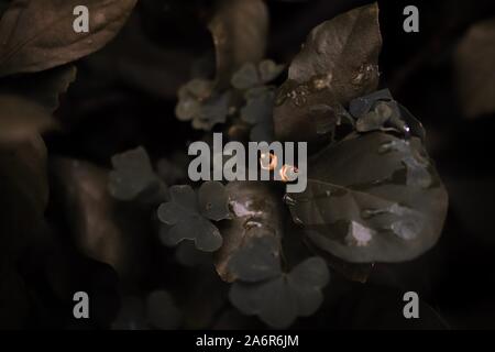 Blumen in Nahaufnahme und Makroaufnahme mit viel Detail. Perfekt für Tapeten oder Hintergrund. Naturephoto mit satten Farben. Viel Unschärfe und Detail reichen. Stockfoto