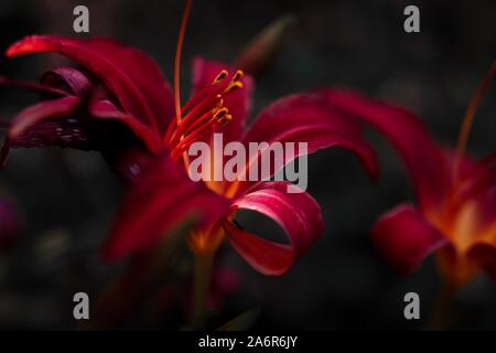 Blumen in Nahaufnahme und Makroaufnahme mit viel Detail. Perfekt für Tapeten oder Hintergrund. Naturephoto mit satten Farben. Viel Unschärfe und Detail reichen. Stockfoto