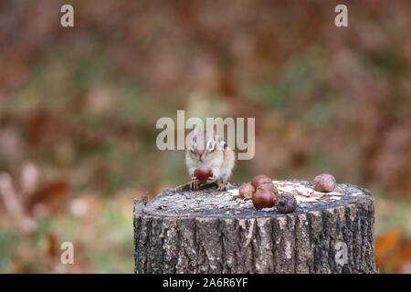 Eine östliche Chipmunk sitzen auf einem Baum stumping Fallen essen und Acorn Stockfoto